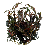 Hygrophila pinnatifida1